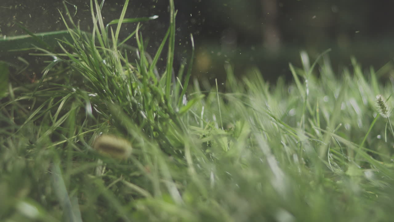 primer plano de una cortadora de césped cortando el césped