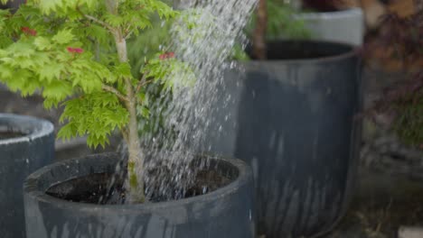 small tree planted in large pot being watered