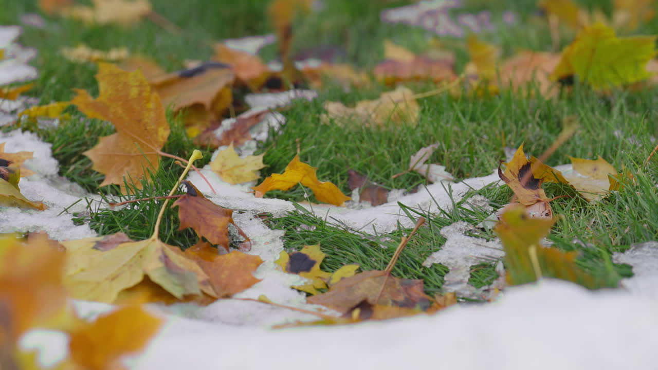 Autumn leaves on snowy grass symbolize seasonal change and tranquility