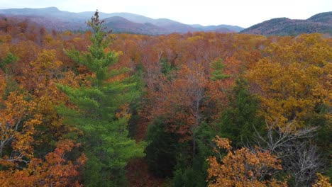 endless forest with autumn colors with mountains in background, aerial view