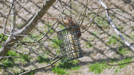 female northern cardinal eating at a suet bird-feeder during late-winter in south carolina