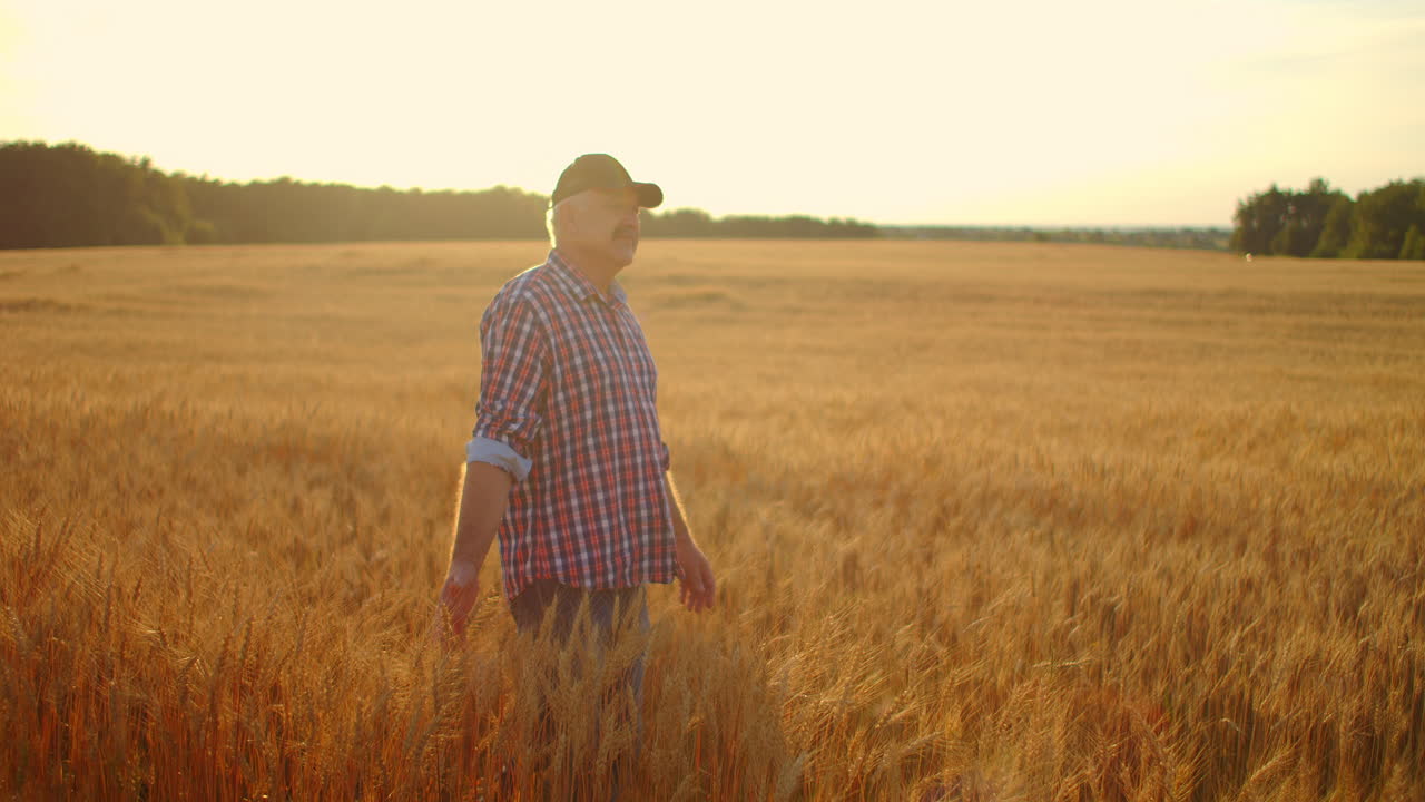 un agricultor adulto camina en un campo de trigo con una gorra al atardecer pasando su mano sobre las orejas de color dorado al atardecer. agricultura de plantas de grano.