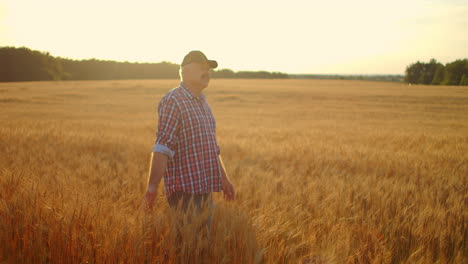 senior adult farmer walks in a field of wheat in a cap at sunset passing his hand over the golden-colored ears at sunset. agriculture of grain plants.