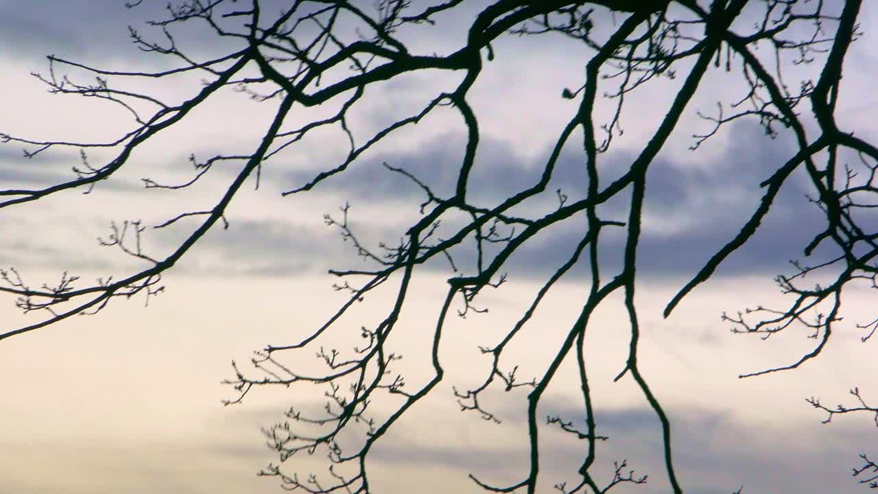 나뭇가지 검은 실루엣이 황금시간대 하늘에서 바람에 흔들린다