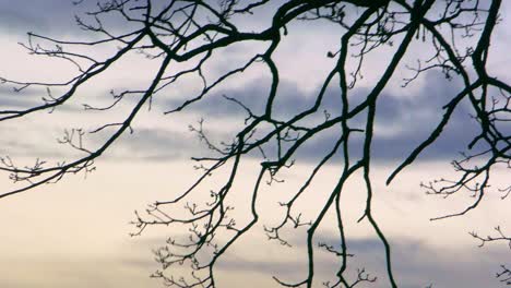 Tree-branches-black-silhouette-shake-in-the-wind-in-golden-hour-sky