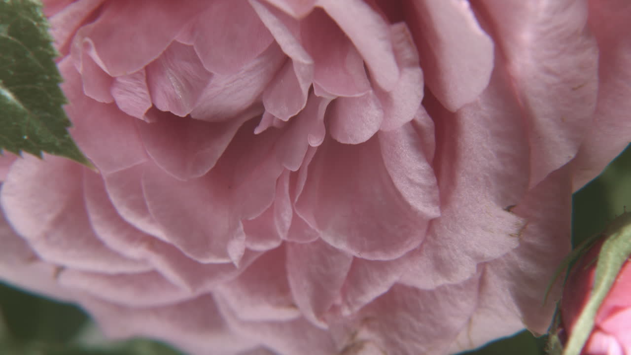 flor de rosa romántica rosa masiva en macro disparo de movimiento de primer plano