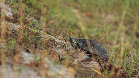 side portrait of snail-eating turtle on slope looking up