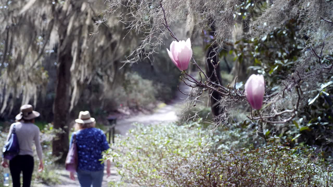 las mujeres caminan por un sendero en el país bajo de carolina del sur en una mañana de primavera mientras las magnolias florecen en primer plano