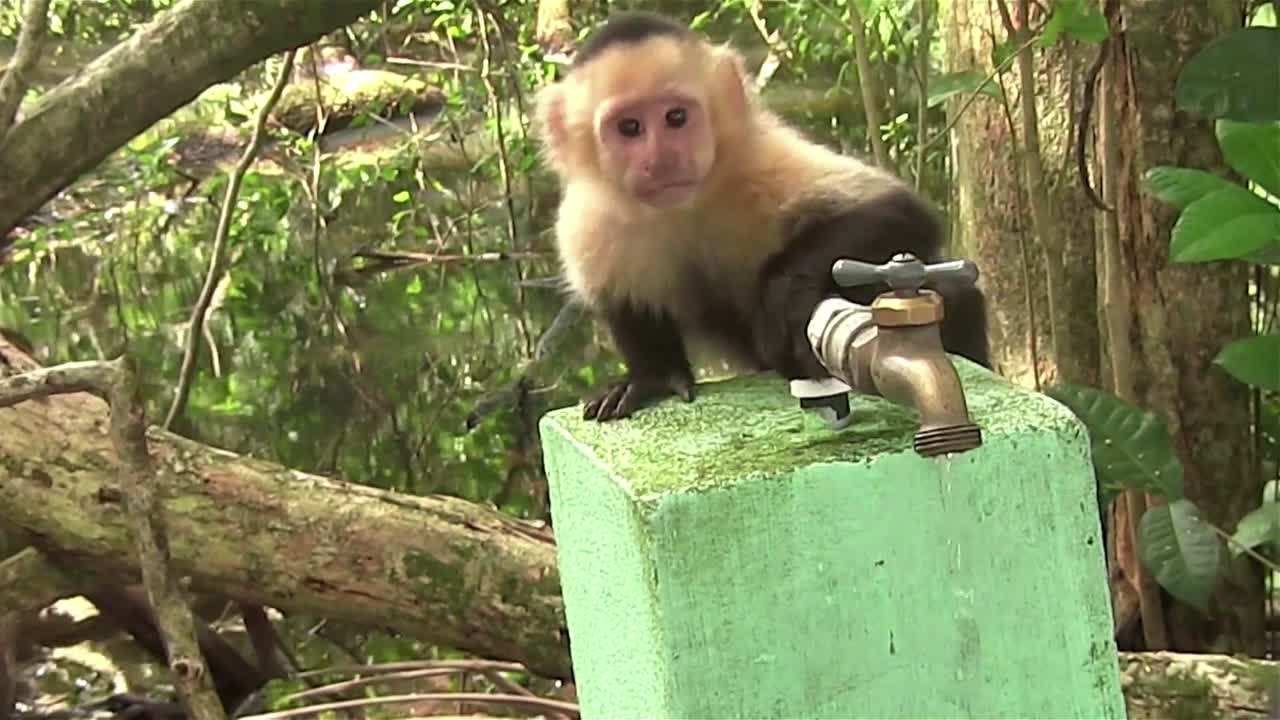 un mono capuchino bebe agua de un grifo