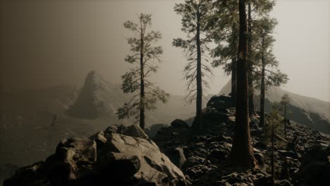 trees-in-fog-in-mountains