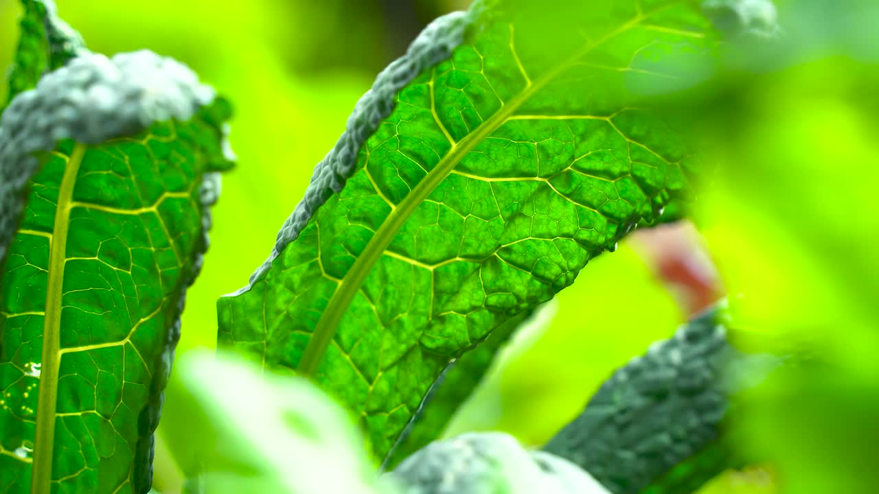 col rizada de dinosaurio plantada en un jardín botánico lista para la cosecha