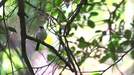 threatened critically endangered araripe manakin bird in rainforest jungle
