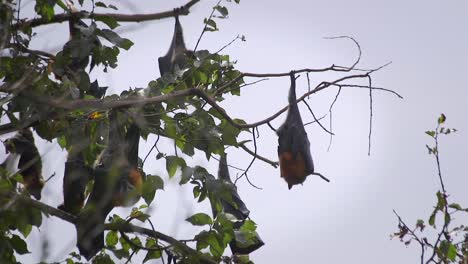 Bats-Hanging-From-Tree-Branch-During-The-Day-Australia-Gippsland-Victoria-Maffra-Daytime-Slow-Motion