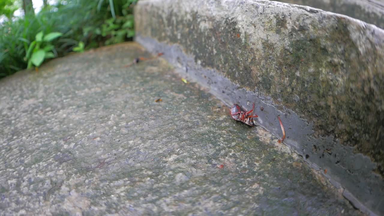 Dying cockroach cannot seem to flip back over on to its feet.