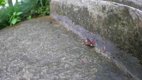 dying cockroach cannot seem to flip back over on to its feet.