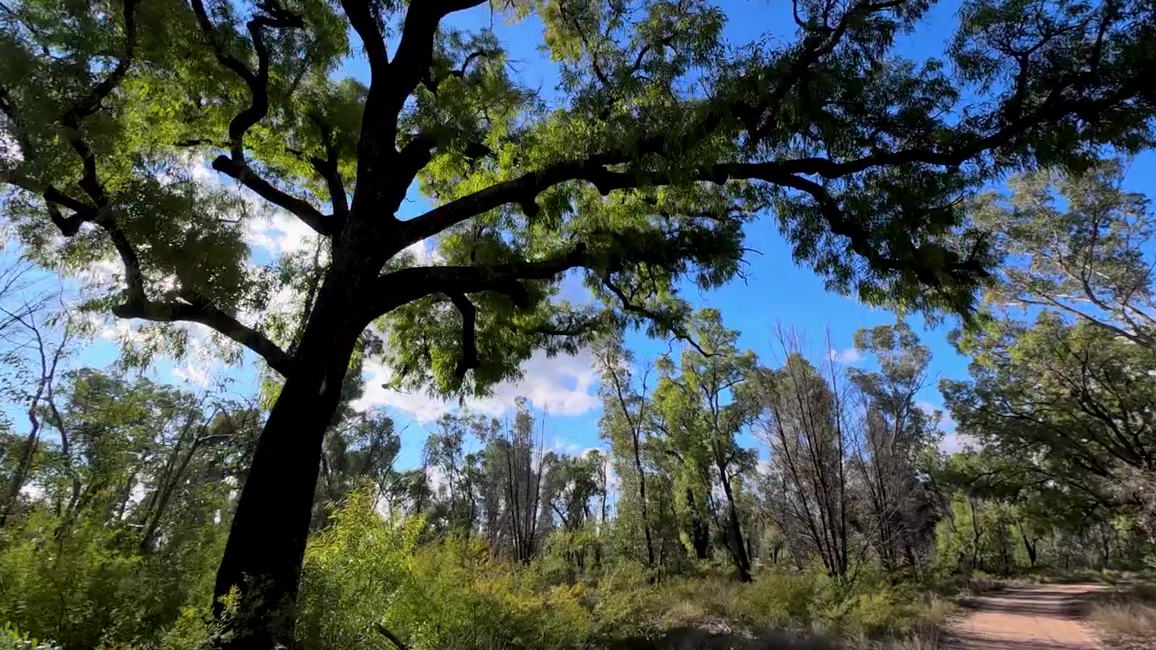 Sunlight Filtering Through Trees in a Forest Clearing