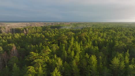 vista aérea que establece el bosque de pinos verdes frescos, nubes de humo que se elevan distantes, bosque nórdico, sendero forestal, tarde soleada, luz de la hora dorada, gran tiro de drones que avanza