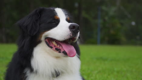 Bernese-mountain-dog-lying-in-green-garden