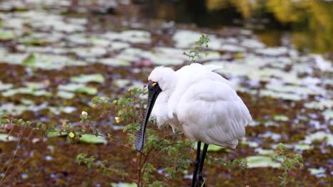 spoonbill bird standing near pond vegetation