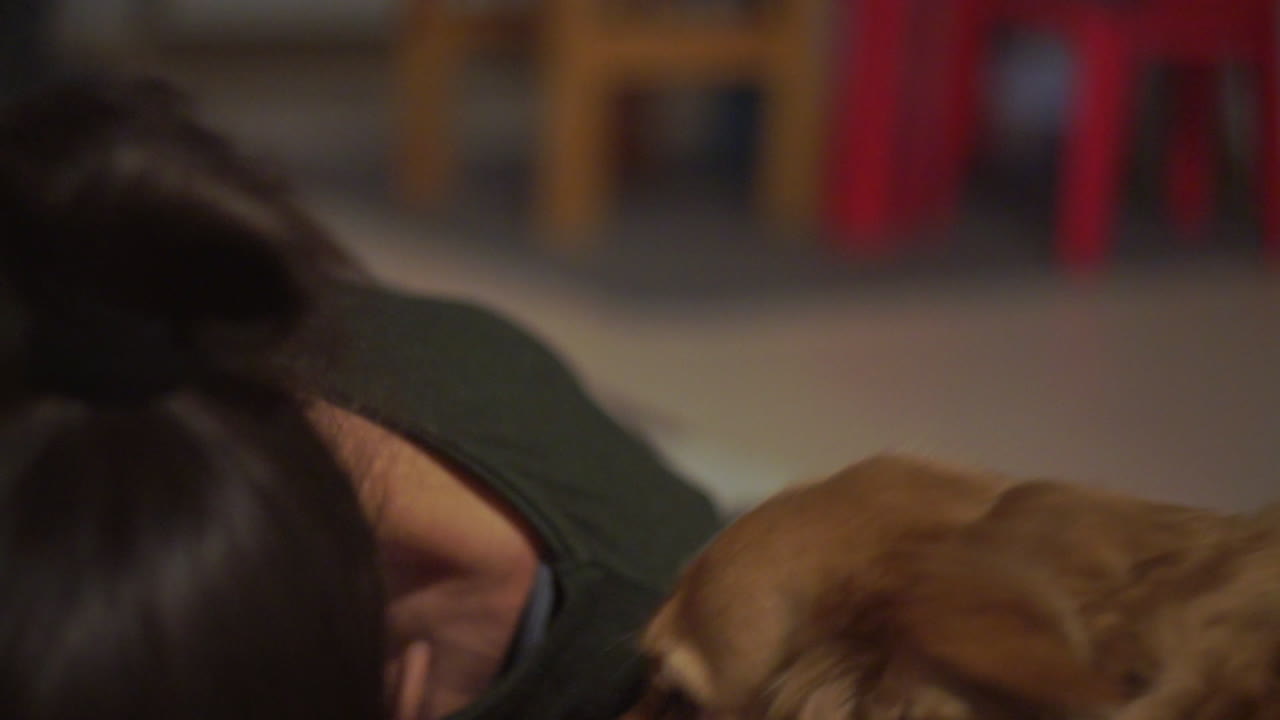 Cute medium sized dog, kokoni greek breed, licking the face of owner close up shot, side view