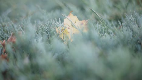 colorful fall leaf lays fallen