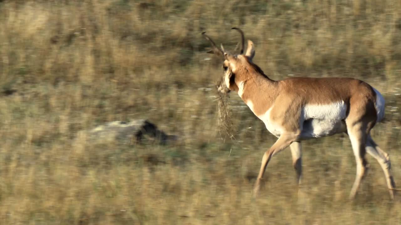 antílope berrendo (antilocapra americana) en el rango nacional de bisontes montana 2015
