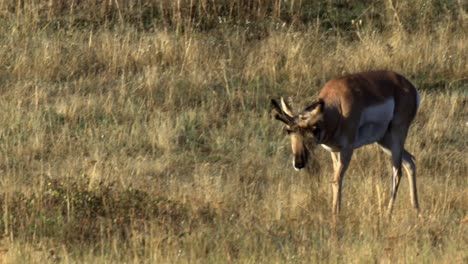 Antílope-Berrendo-(Antilocapra-Americana)-En-El-Rango-Nacional-De-Bisontes-De-Montana-2015