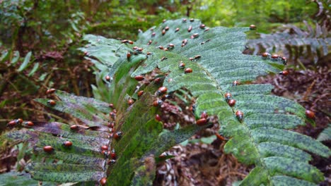 Cardán-Primer-Plano-Extremo-De-Un-Enjambre-De-Mariquitas-Comiendo-Una-Planta-De-Helecho-En-Muir-Woods,-California