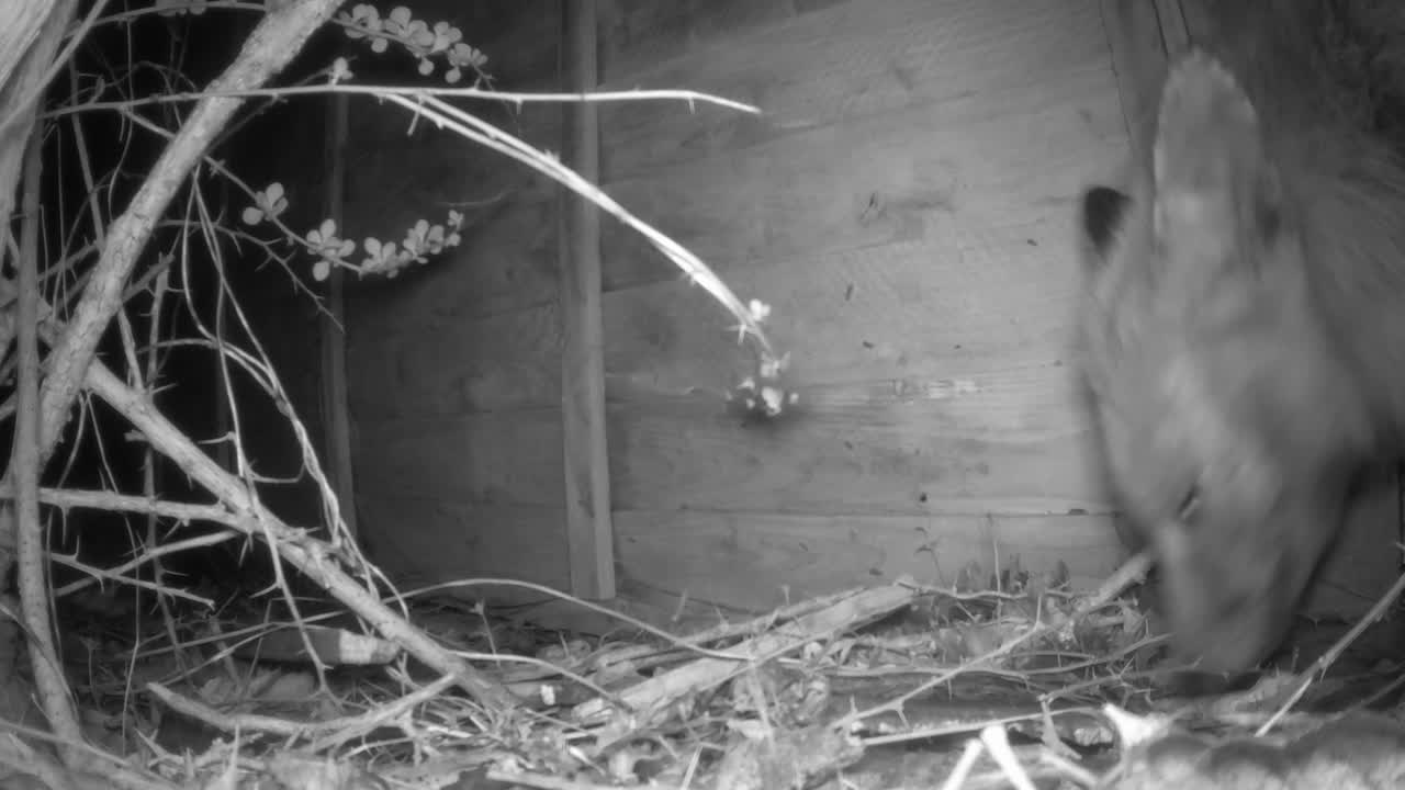 도시 여우의 옆모습