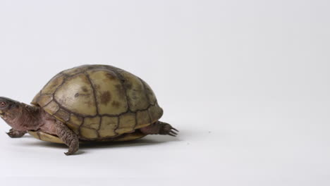 Common-box-turtle-looking-directly-towards-camera-slowly-walks-off-screen-left---isolated-on-white-background