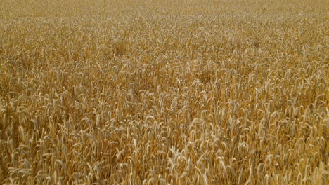 close up aerial fly a ripe field of grain, golden ears swaying in the wind, harvesting global culture