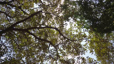 buscando una toma de las copas de los árboles con el sol brillando a través del follaje
