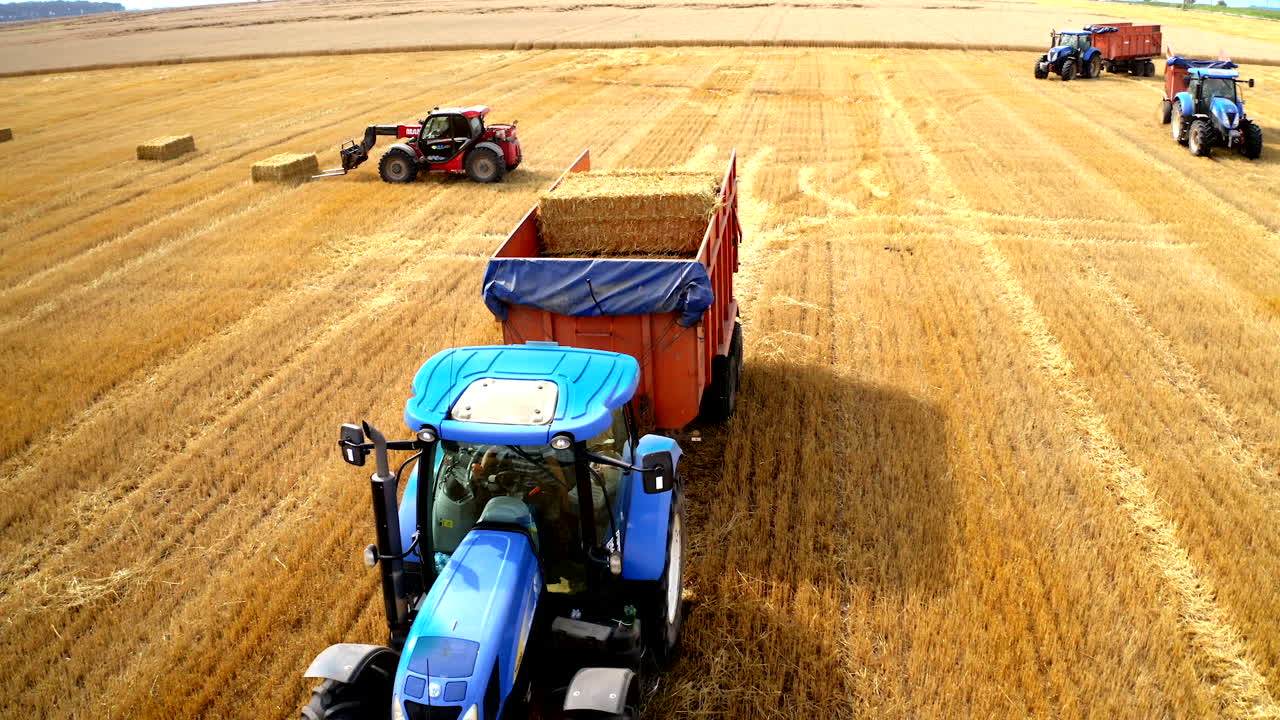 Tractors collecting dry bales on yellow field. Agricultural machinery working on field after harvesting crop. Straw bales scattered on large field.