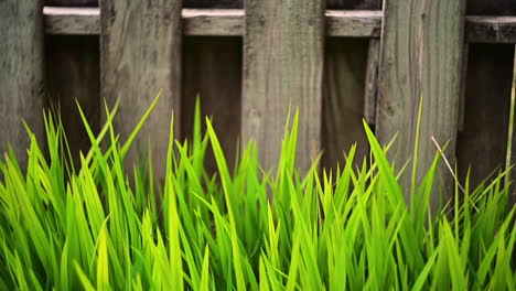la hierba verde se mueve con la brisa junto a una valla de madera