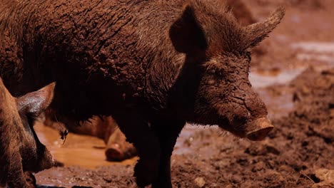 pig covered in mud strolls and wallows.