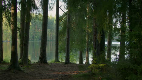 shot of forest and a lake at sunset in sweden, pan left to right
