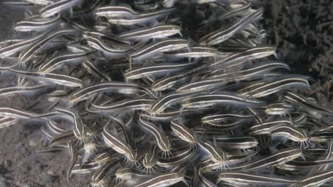 juvenile striped catfish displaying distinctive animal behaviour forming a large school to ward off predators