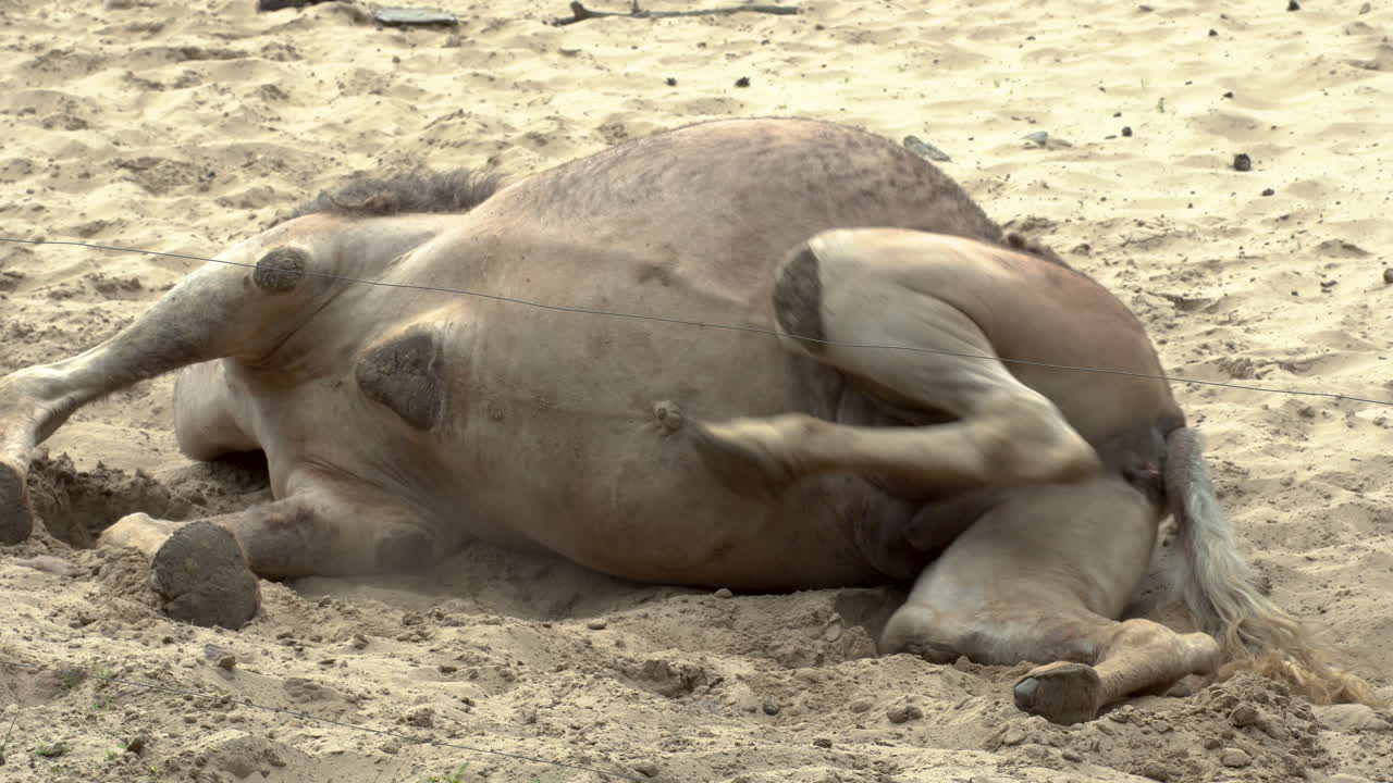 sufrimiento moribundo camello en oliwa gdansk zoo closeup