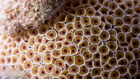 super close up shot of flower sea urchin on koh tao, thailand