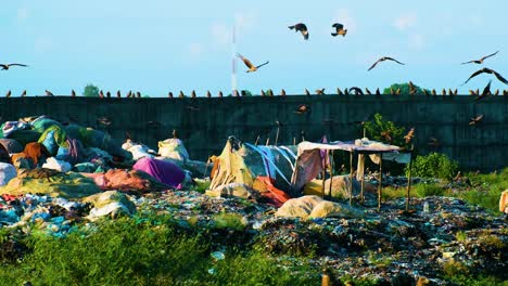 a landfill site of trashbags and waste with large birds, eagles, hawks or black kites, soaring above in search of food