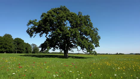 large oak tree in a colorful meadow