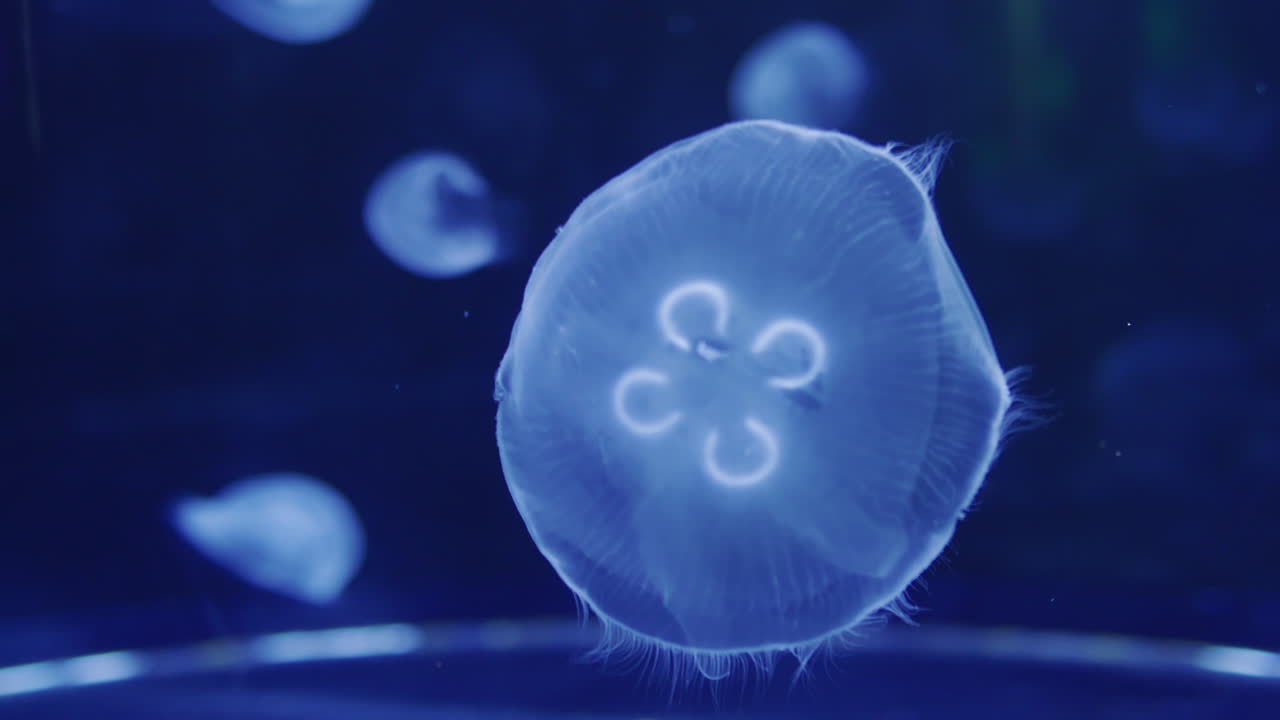 아름다운 수달이 파란 물에서 수영합니다. 4k 비디오