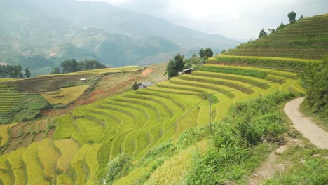 a dreamy landscape featuring flourishing terraced rice fields cascading along the mountainside against a cloudy sky. this scene portrays sustainable, traditional farming methods in north vietnam.