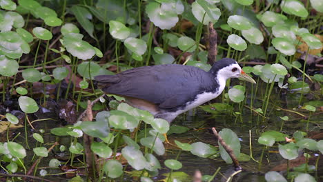 Die-Schöne-Weißbrüstige-Wasserhenne,-Die-Um-Den-Teich-Herumläuft---Nahaufnahme