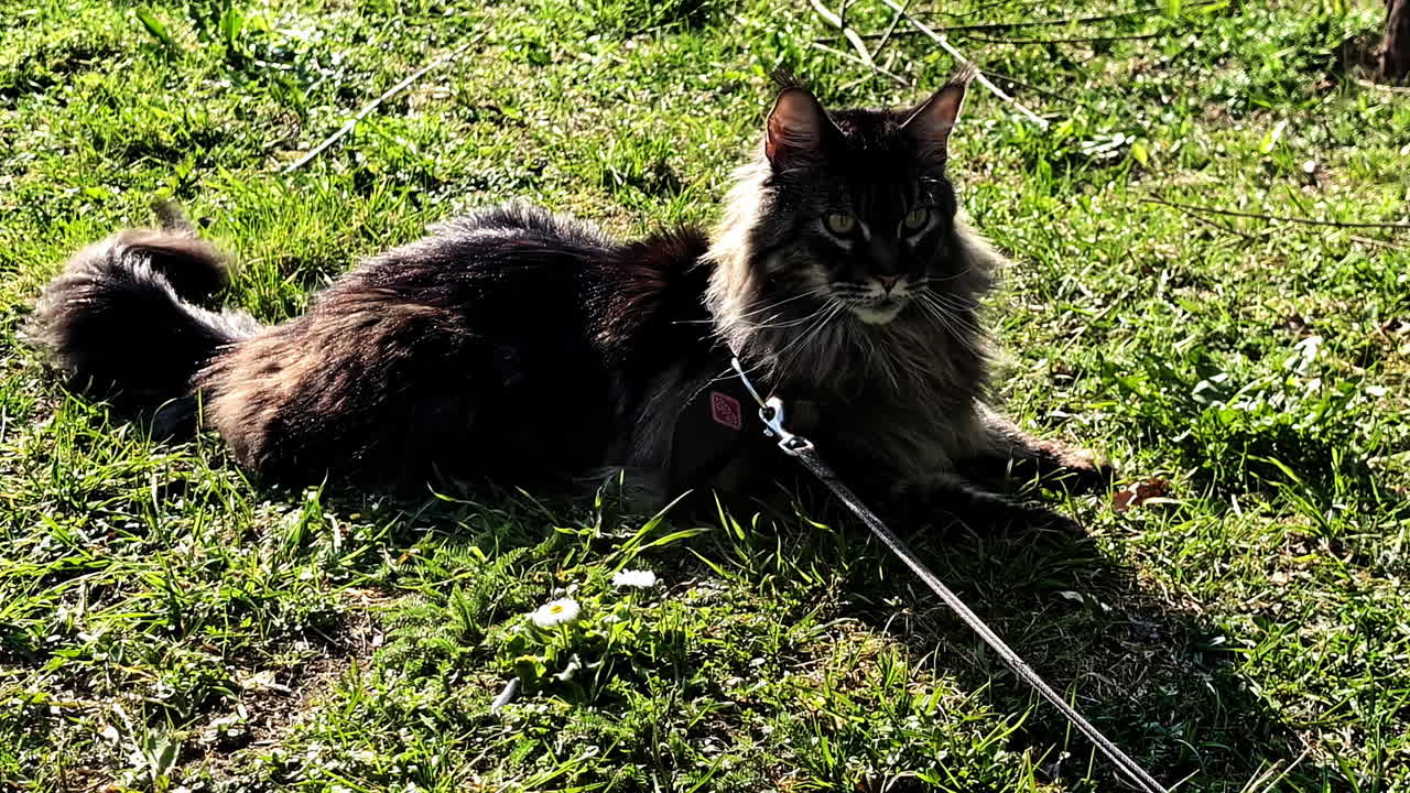 Long-haired Maine Coon cat in harness lying alert on green grass in sunlight