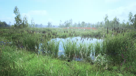 beautiful pond surrounded by lush grass