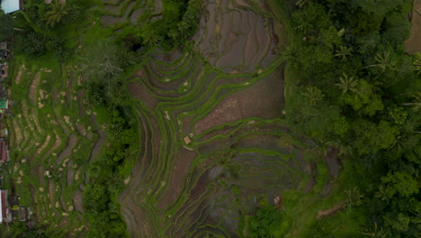 Ascending-top-down-overhead-aerial-view-of-large-terraced-paddy-fields-on-multiple-hills-next-to-a-small-rural-village-in-Indonesia