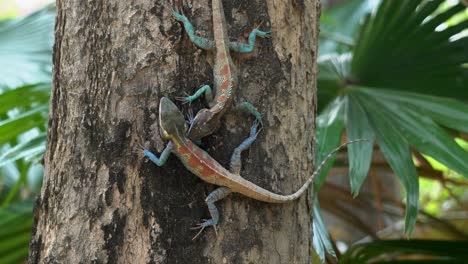 dos lagartos de cresta azul de myanma peleando en el tronco de un árbol en tailandia