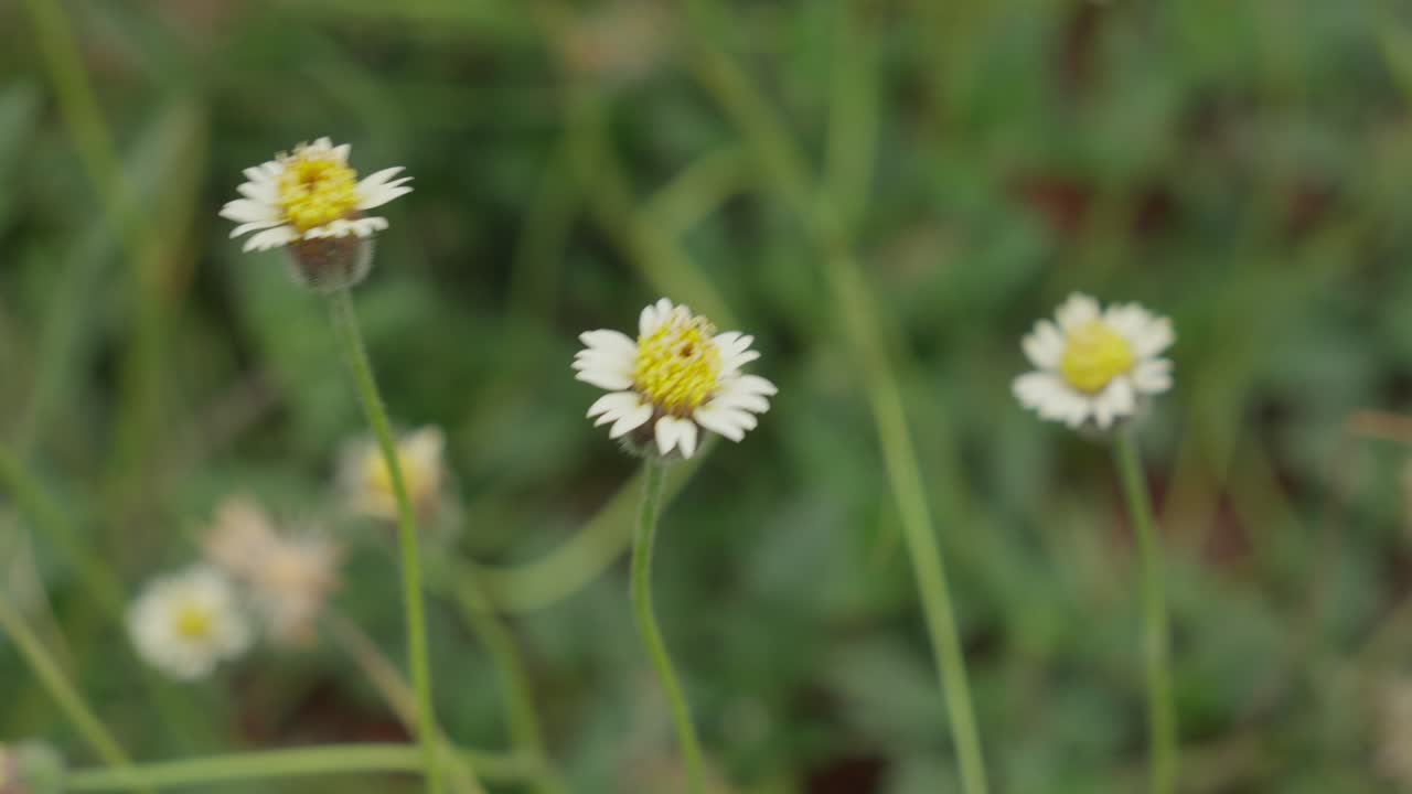 Small white flowers with delicate petals, blooming in a field under bright sunlight, close-up on natural details, daisy blow in the wind