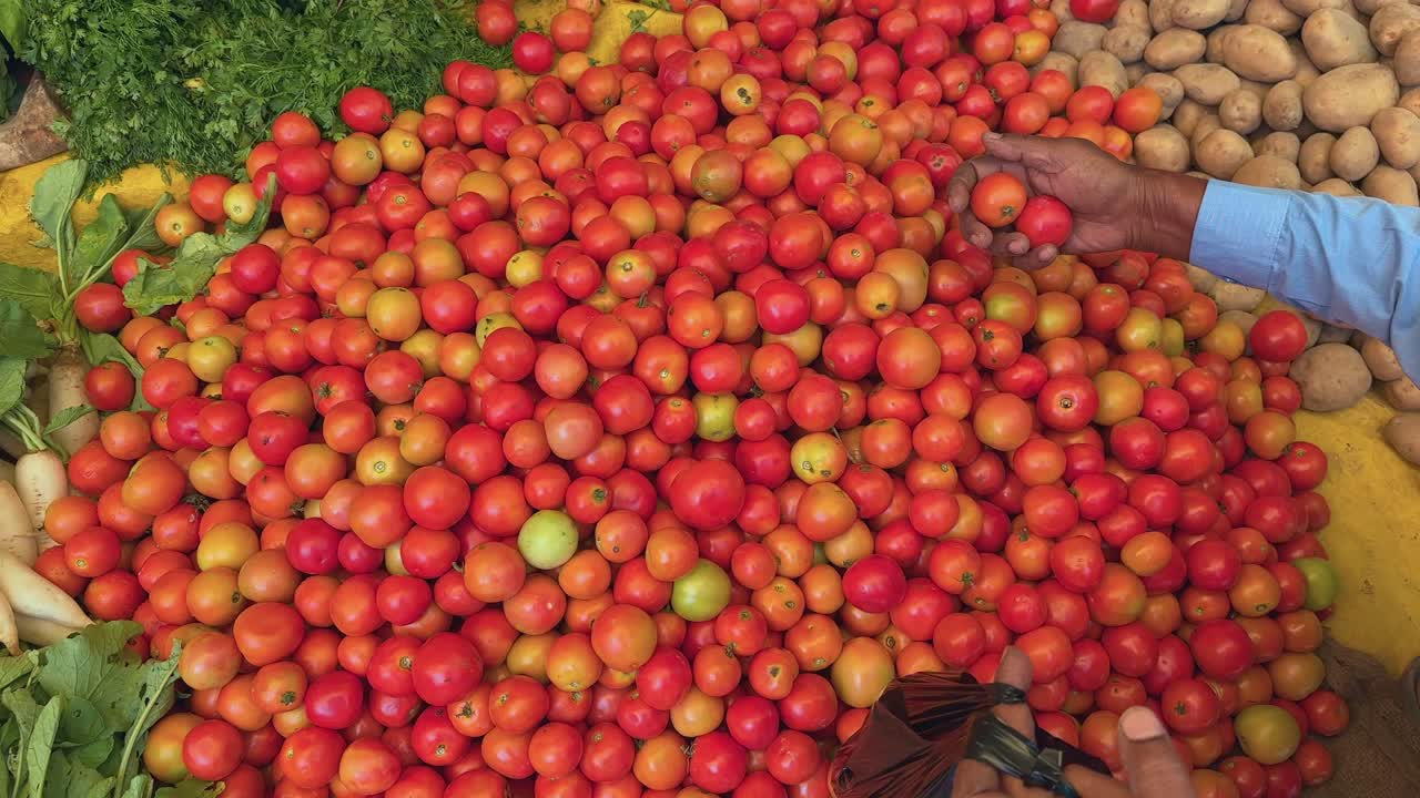 man picking up the best tomatos from a vegitable market
